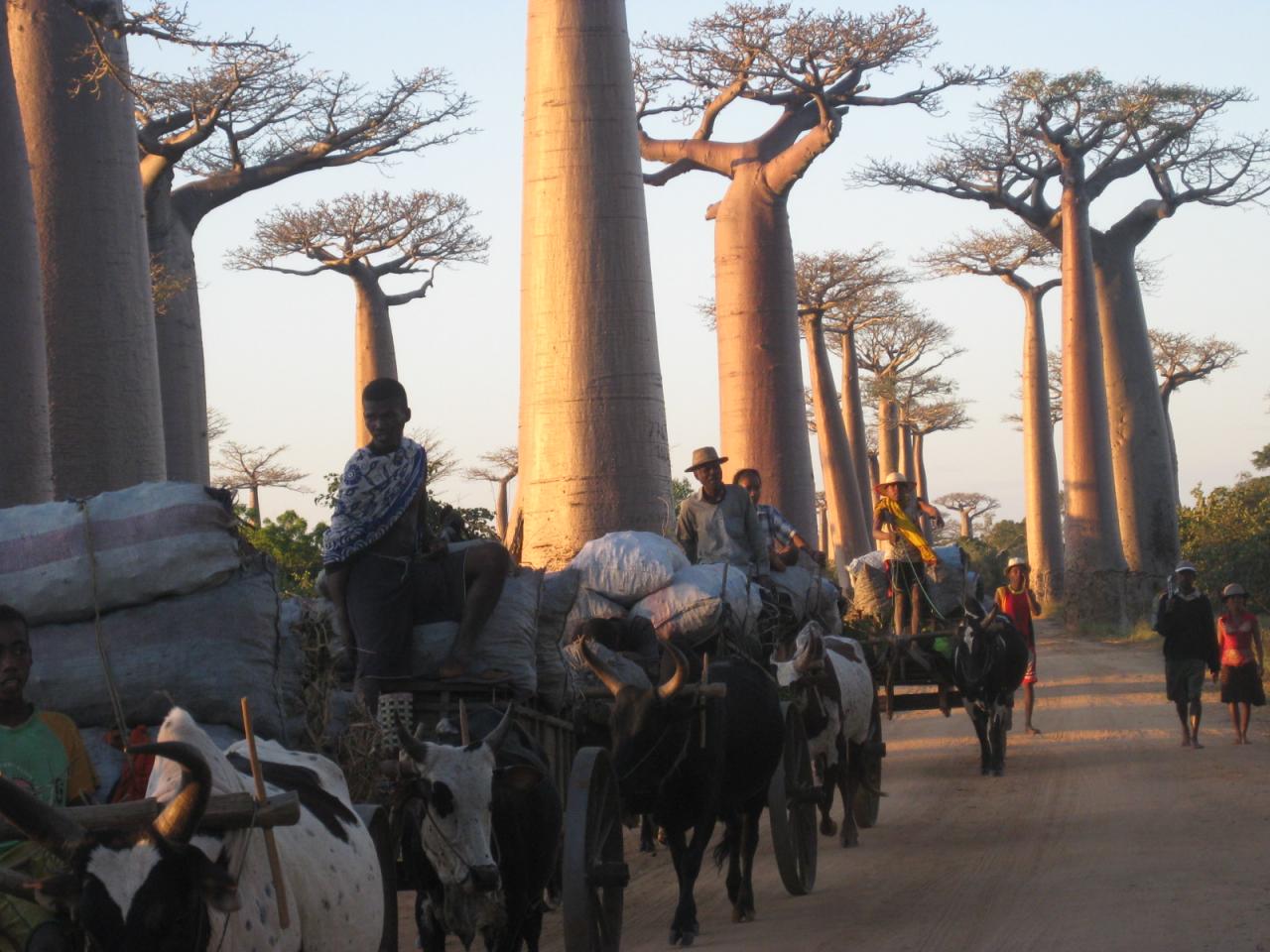 Allée des baobabs à MORONDAVA