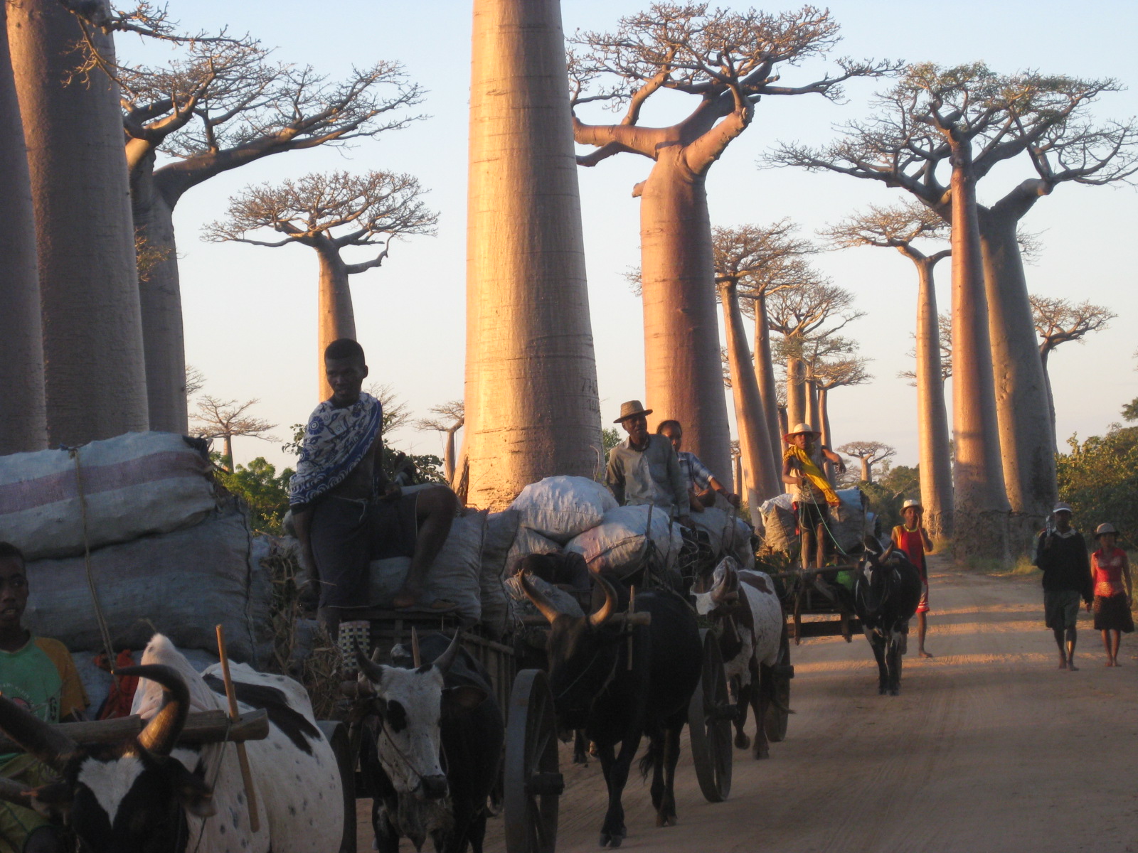 Allée des baobabs à MORONDAVA 2