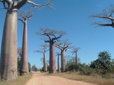 Allée des baobabs à MORONDAVA